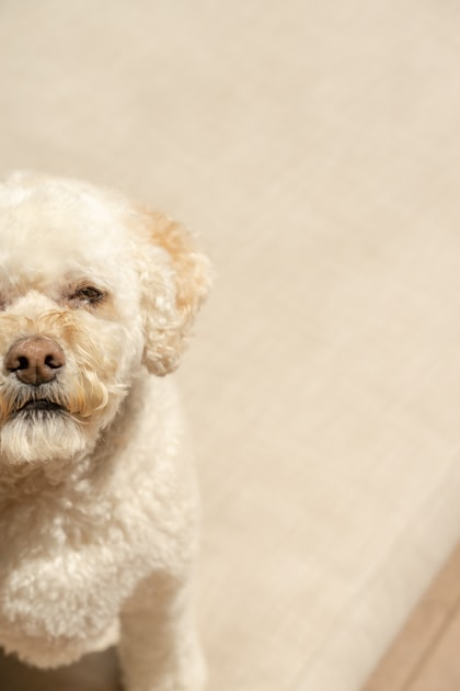 In-Home Grooming: A Stress-Free Solution