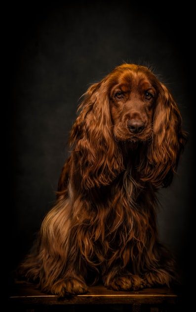 Testimonials: Happy Pets, Happy Owners