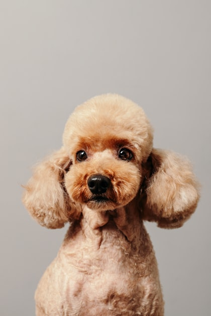 Puppy Grooms: The Perfect Start